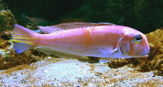 日本馬頭魚的照片