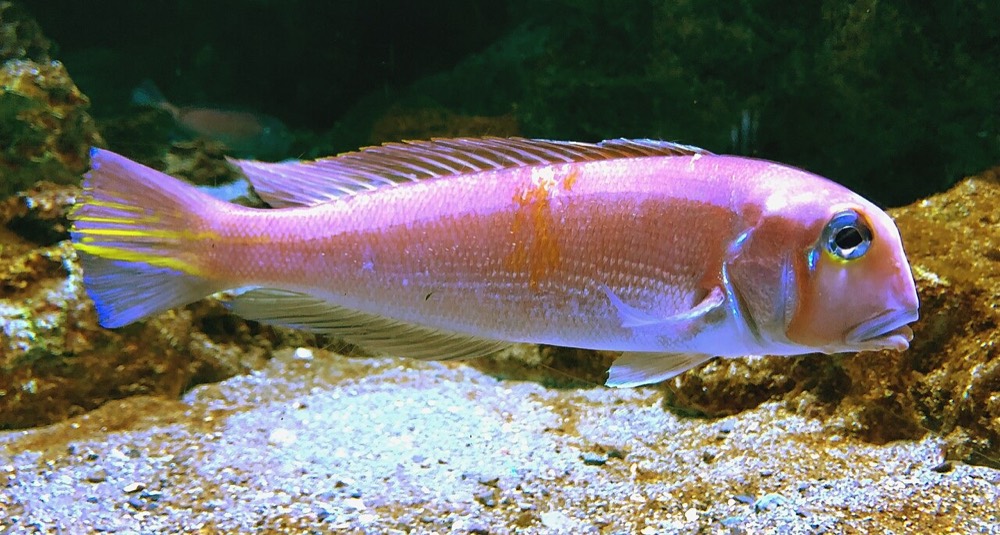 日本馬頭魚的照片