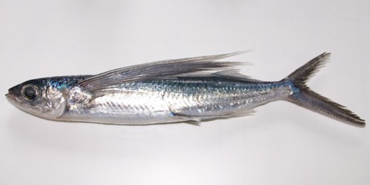 飛魚的照片