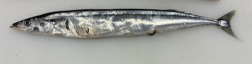 秋刀魚的照片