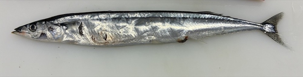 秋刀魚的照片