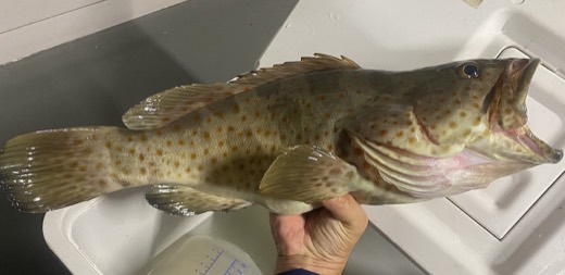 點帶石斑的照片
