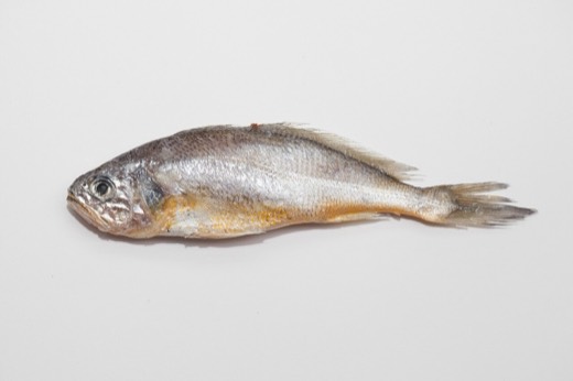 小黃魚的照片