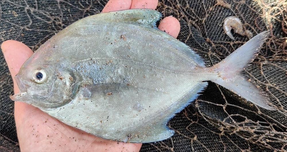 黑鯧的照片