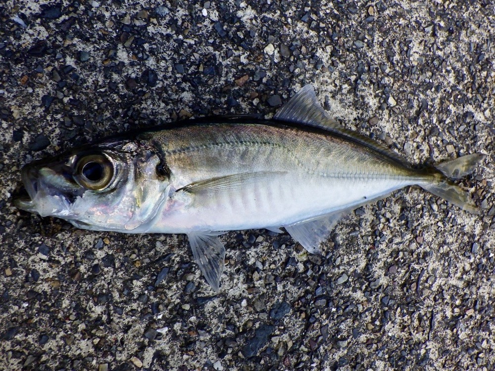 日本竹筴魚的照片